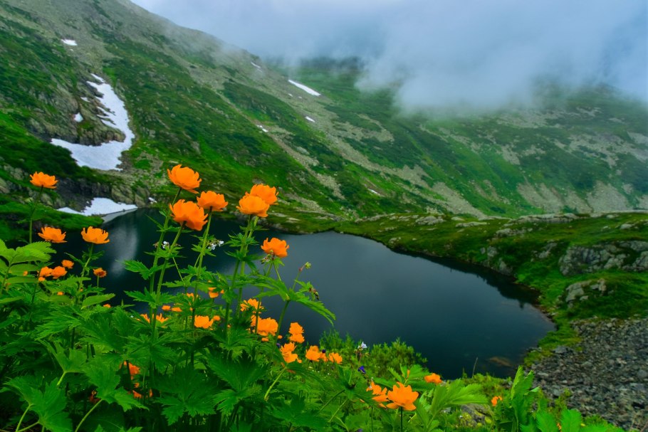 Краснокнижные растения Кузбасса