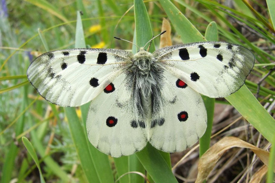 Растительный мир заповедника Кузнецкий Алатау