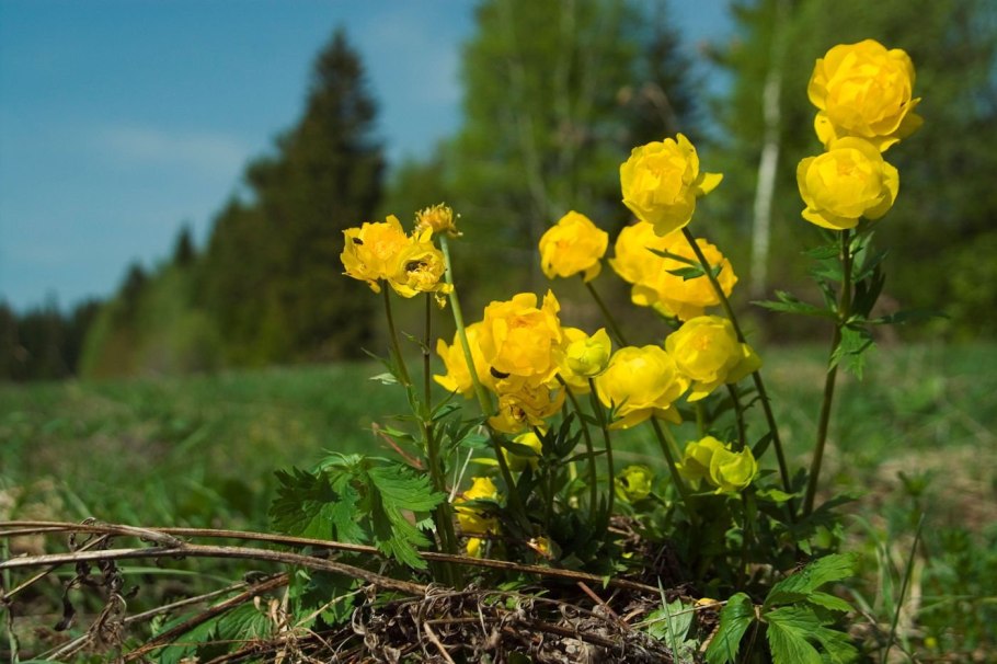 Исчезнувшие растения Кемеровской области