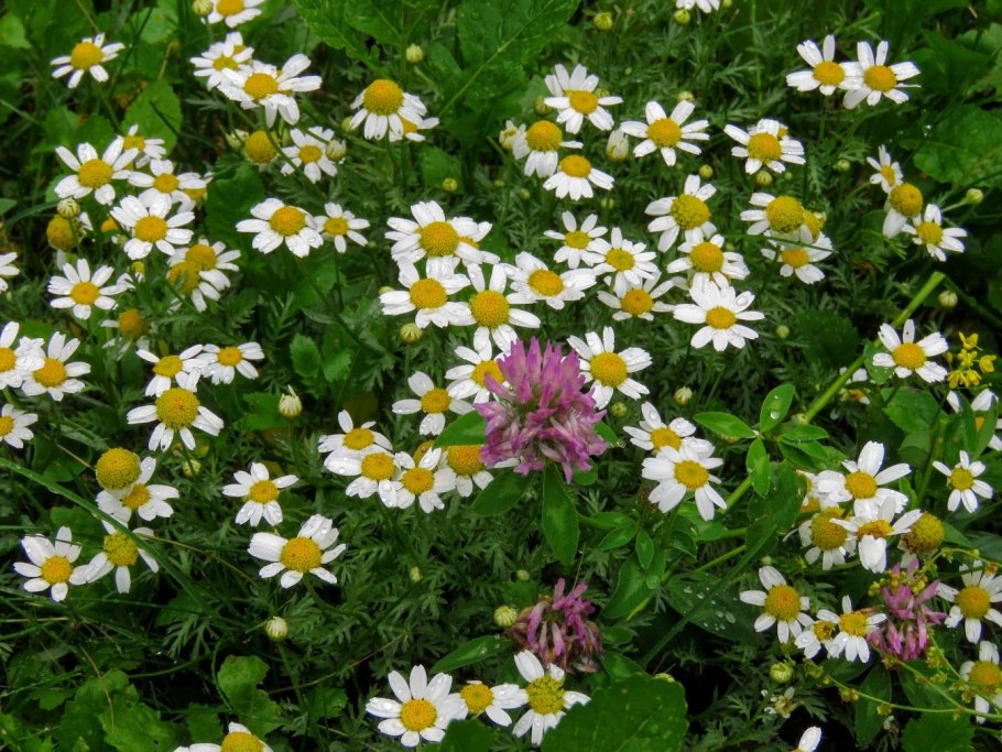 Гора церковная Кузнецкий Алатау