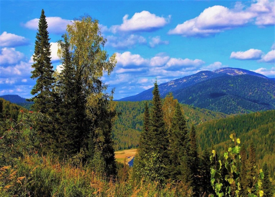 Кандык Сибирский