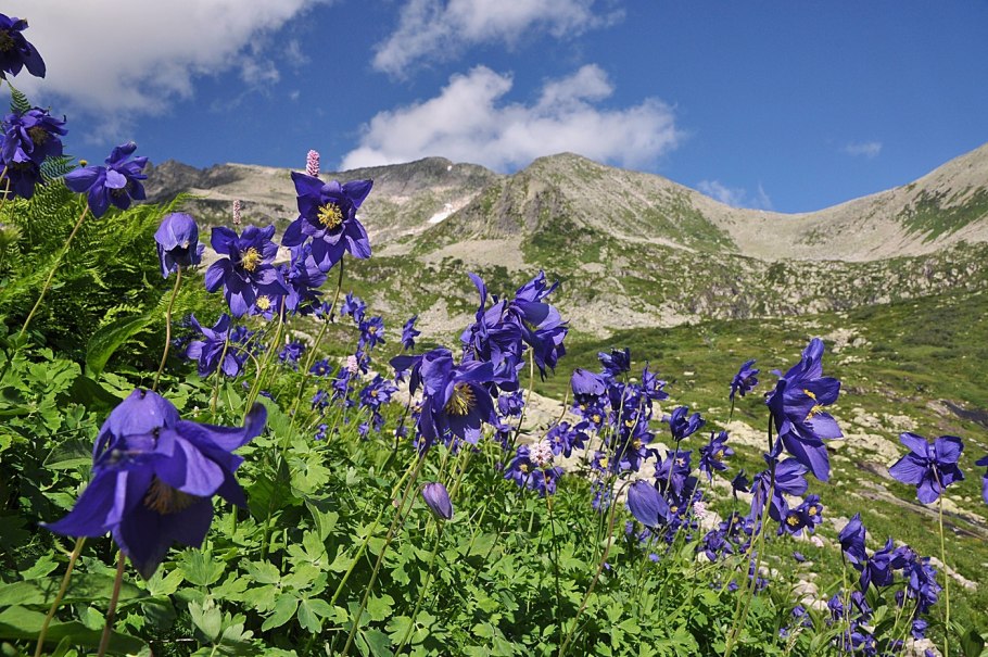 Кузнецкий алатау флора