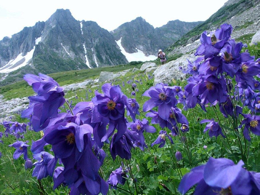 Кузнецкий Алатау заповедник Междуреченск растения