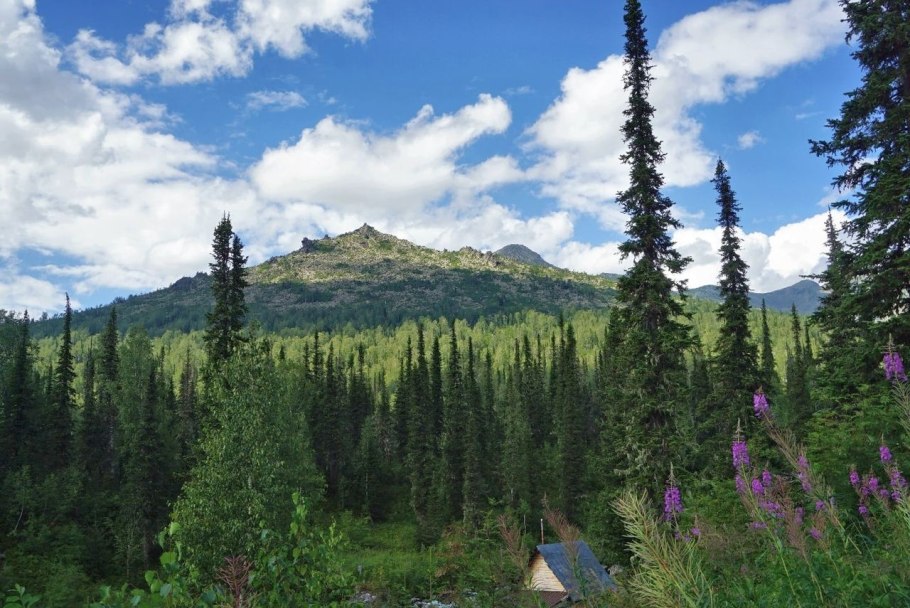 Керженский заповедник Нижегородской области Флора