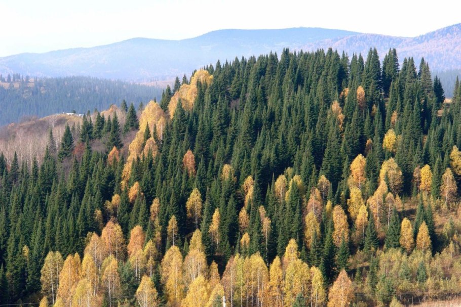 Венерин башмачок крупноцветный