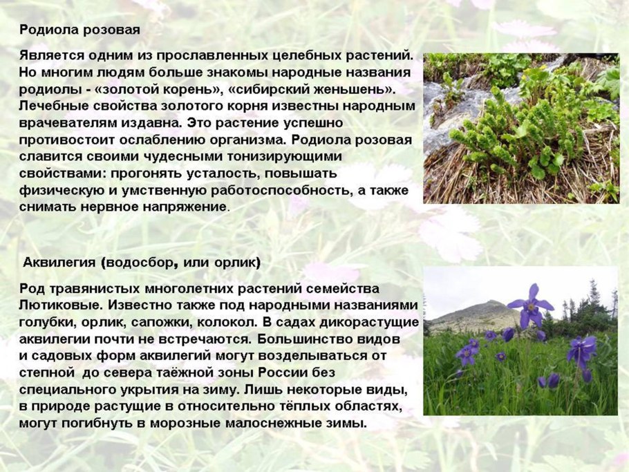 Растения кузбасса занесенные в красную книгу