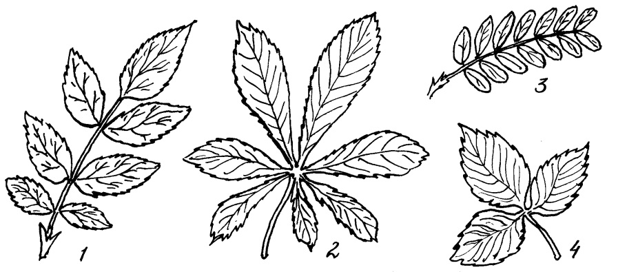 Ольха Максимовича