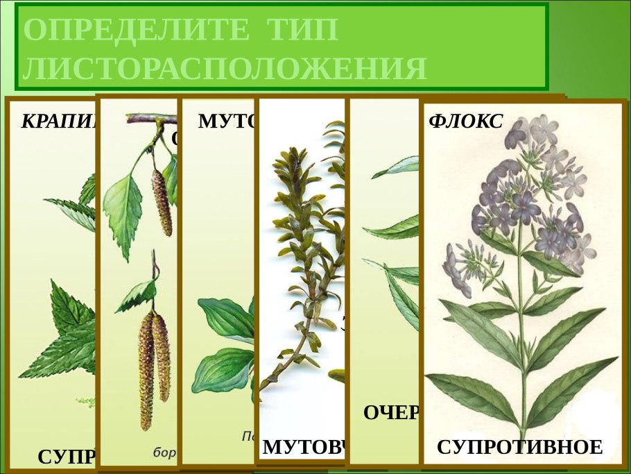 Типы расположения листьев на побеге