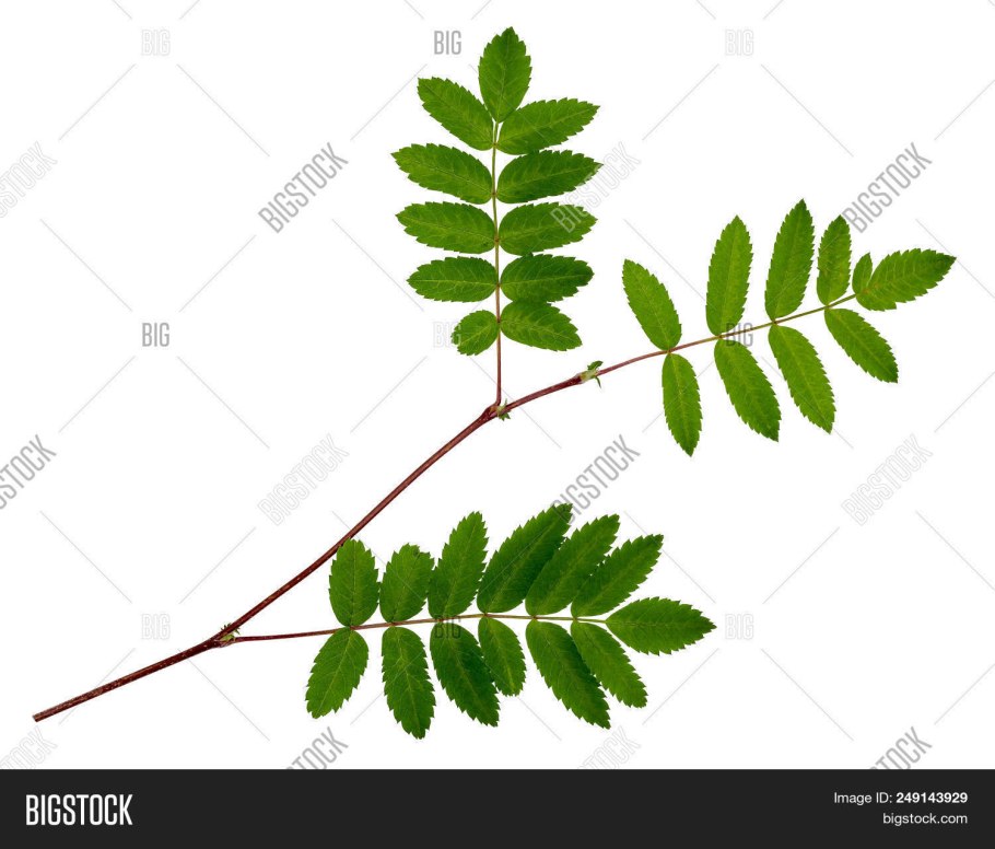 Лист рябина