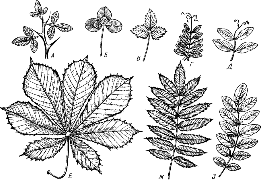 Клен остролистный листорасположение