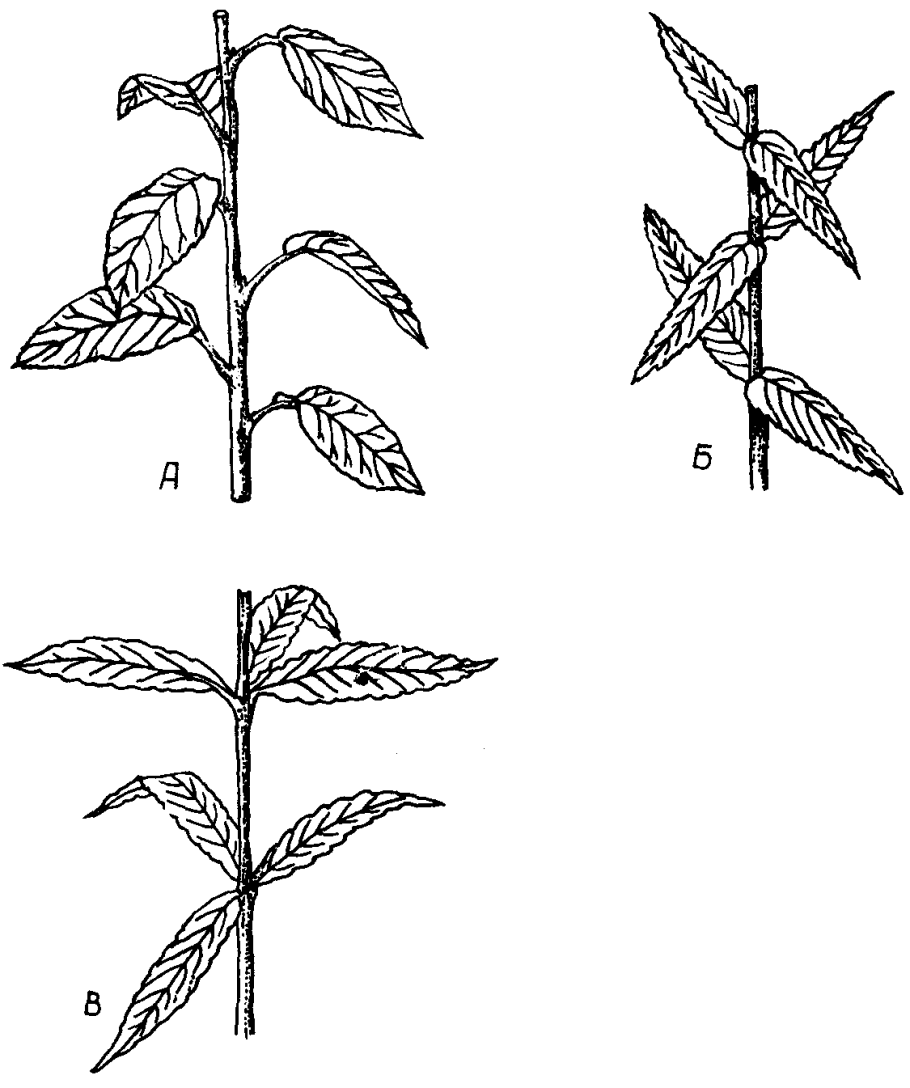 Тип листорасположения у липы