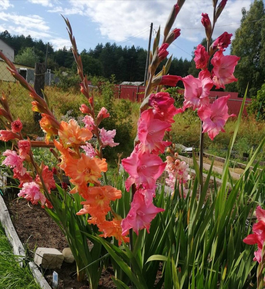 Gladiolus palustris