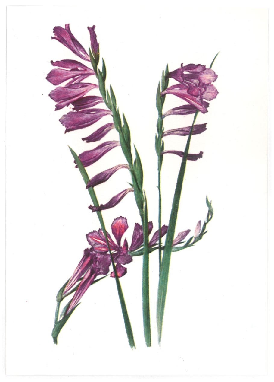 Шпажник черепитчатый