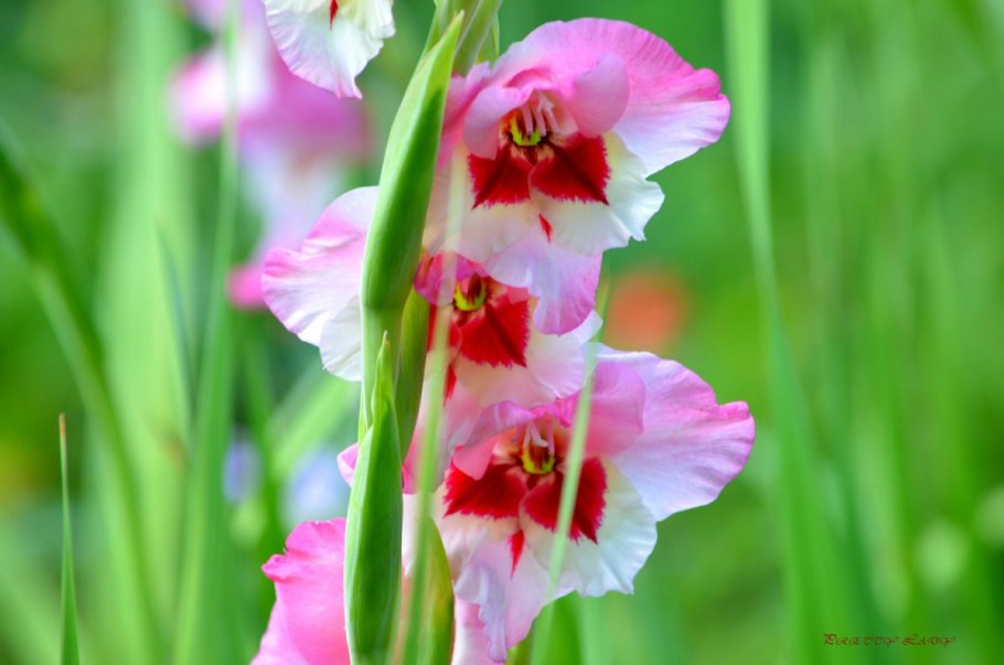 Клубнелуковица гладиолуса ботаника