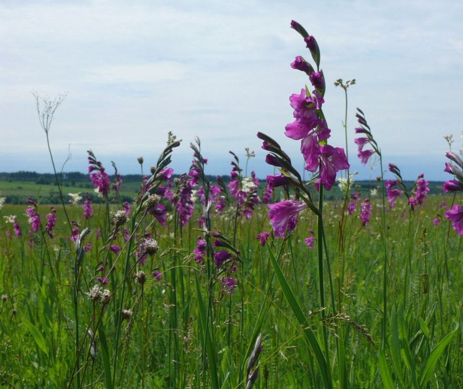 Гладиолусовые Луга Курская область