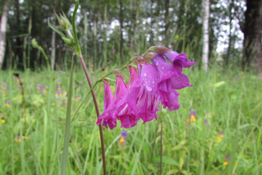 Шпажник черепитчатый