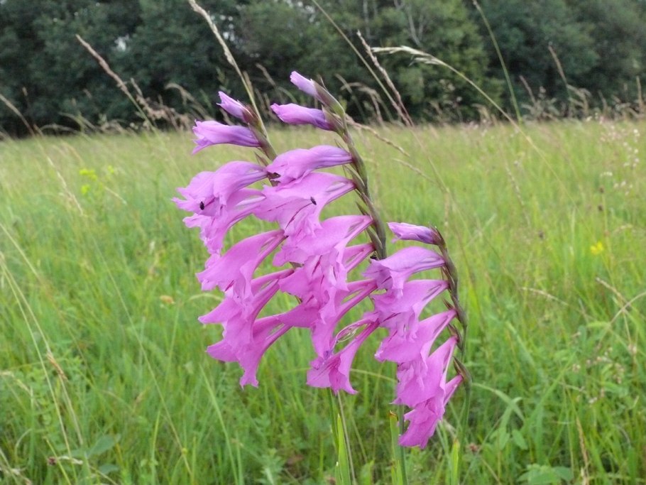 Гладиолус черепитчатый