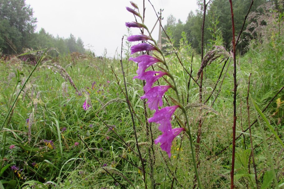 Шпажник болотный