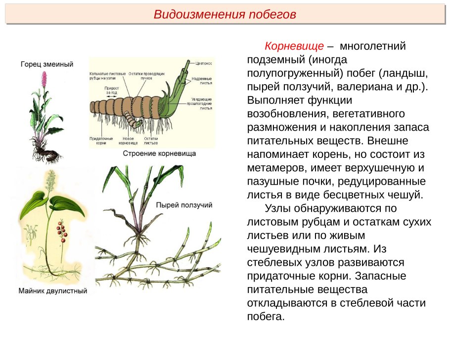 Размножение корневищем вегетативное