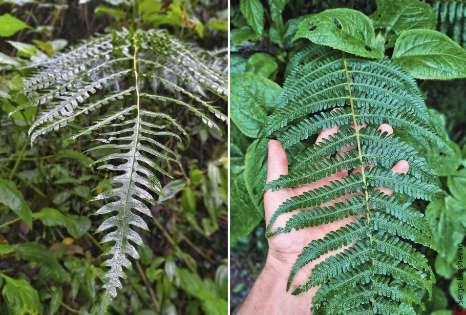 Корневая система одуванчика