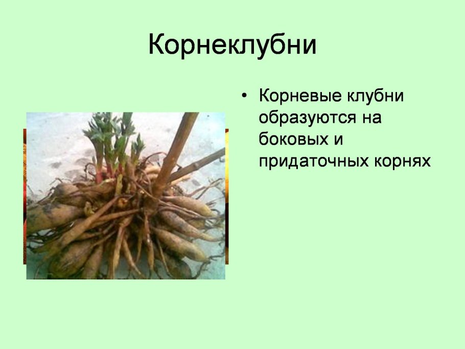 Место прикрепления листа