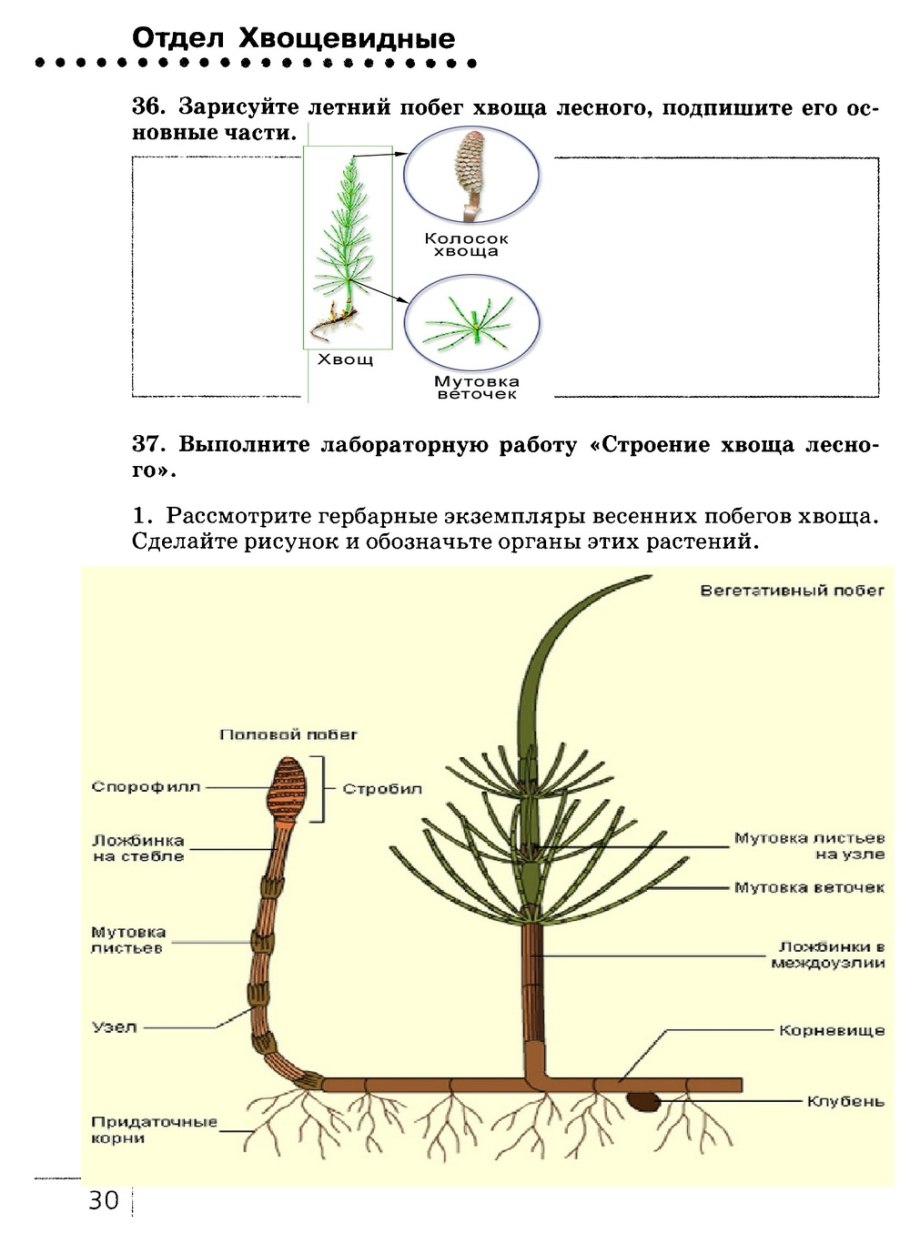 Придаточные почки