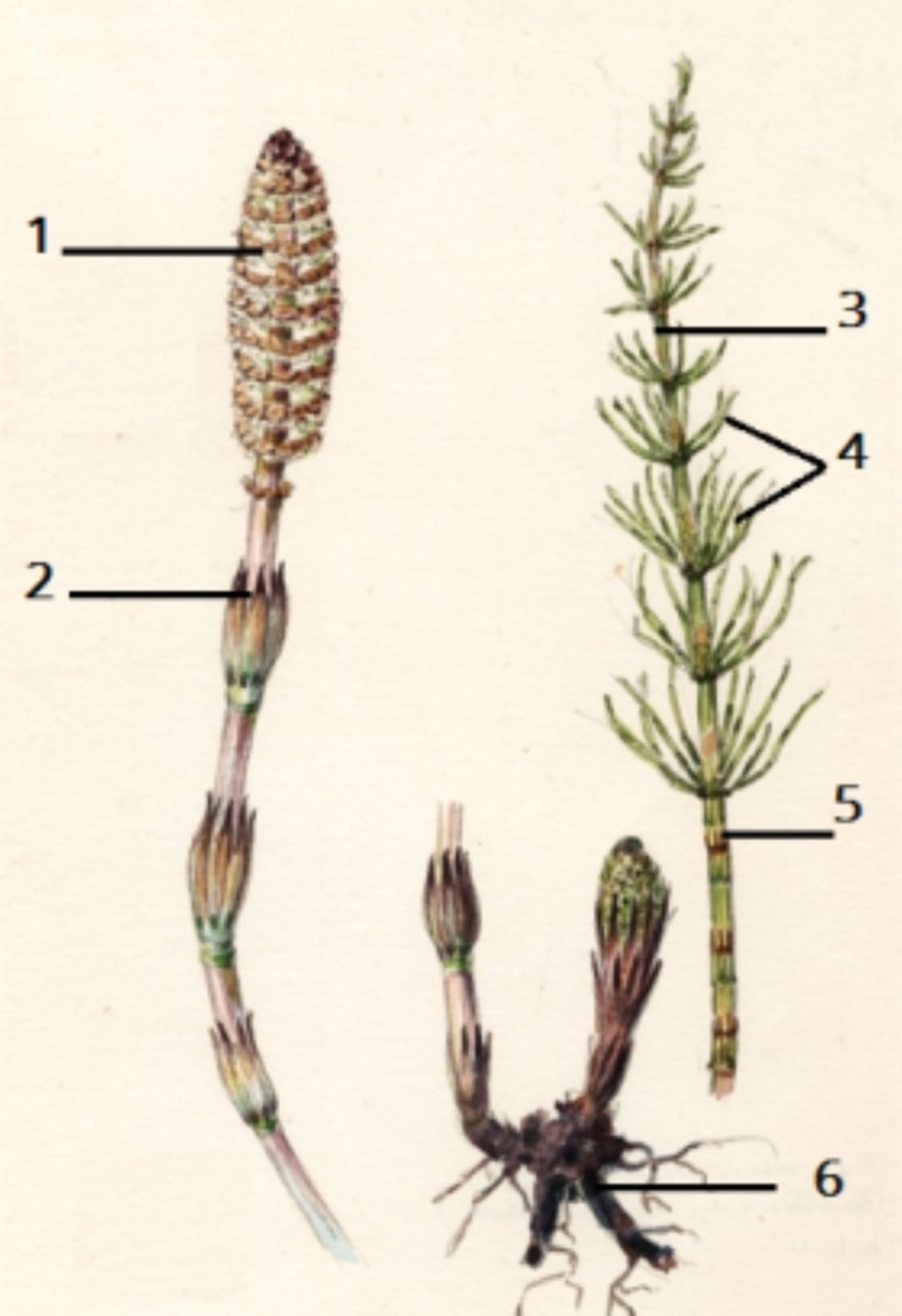 Чистяк корнеклубень