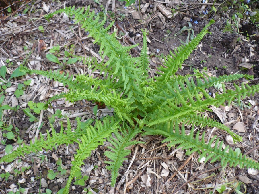 Athyrium filix-Femina 'Rotstiel кочедыжник женский grandiceps