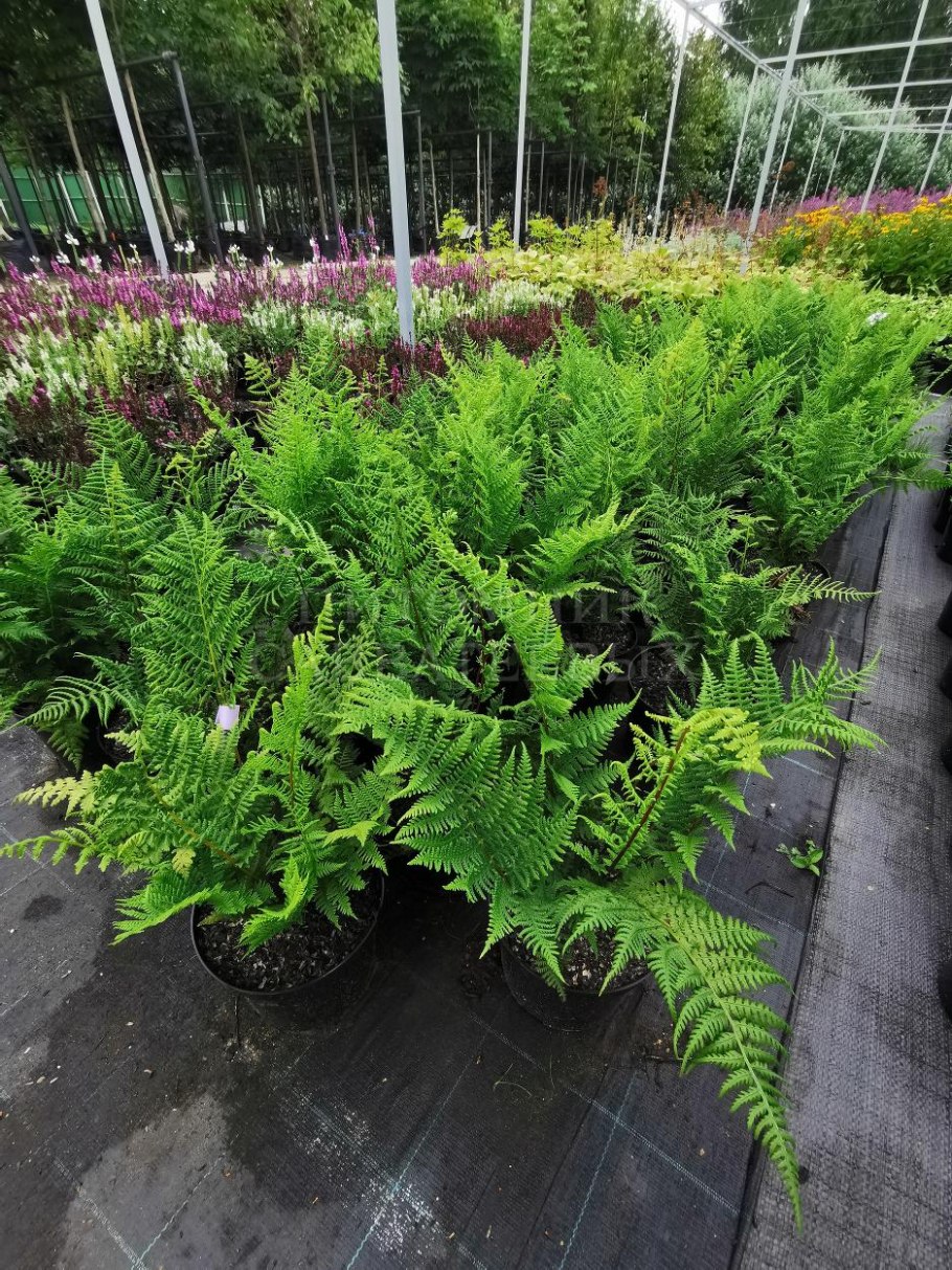 Athyrium filix-Femina Lady in Red