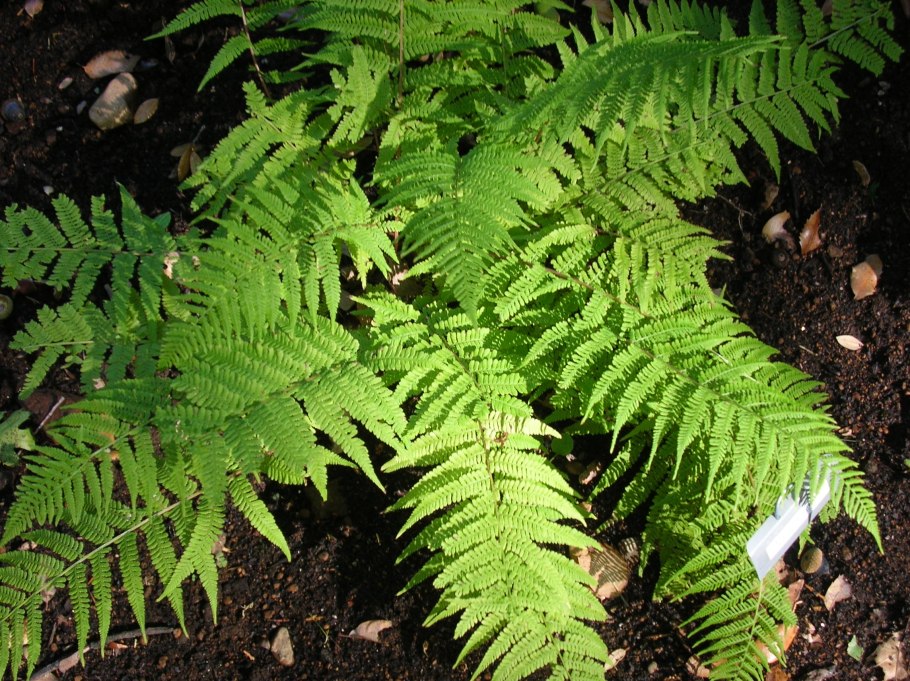 Athyrium filix-Femina victoriae