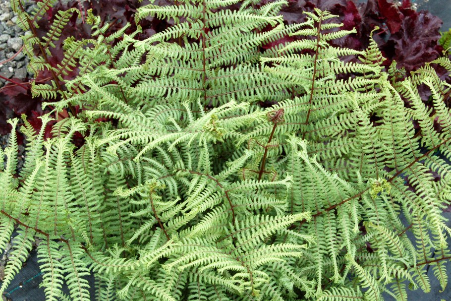 Папоротник Athyrium filix-Femina