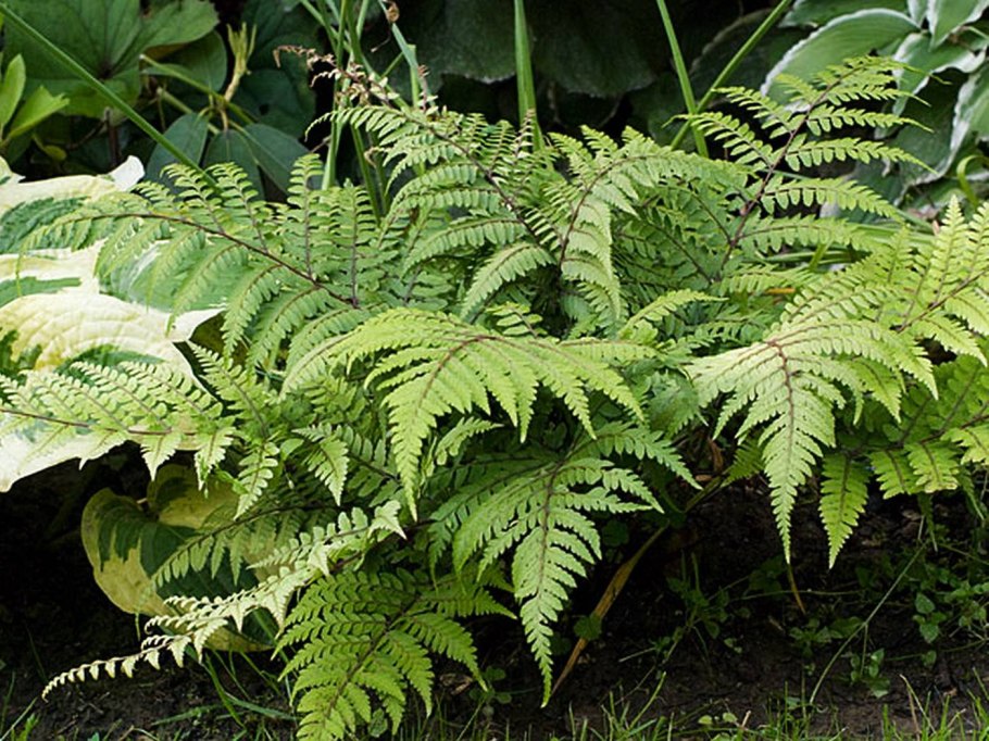 Папоротник Athyrium filix-Femina