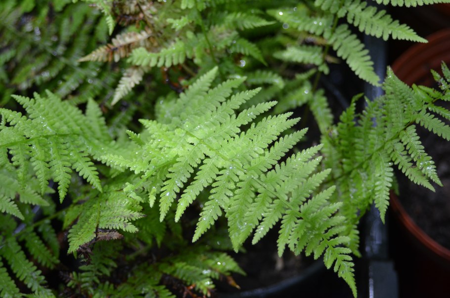 Athyrium rubripes