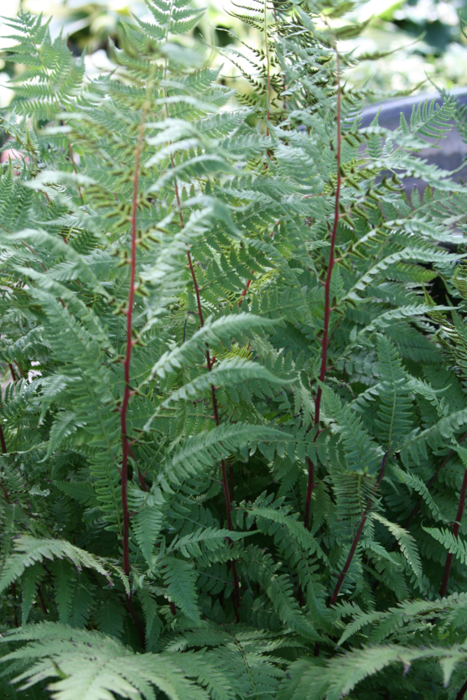 Athyrium filix-Femina Frizelliae