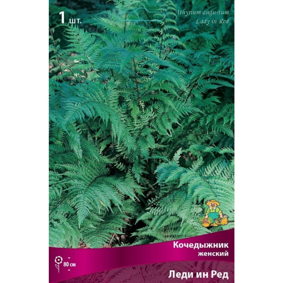 Папоротник Athyrium filix-Femina