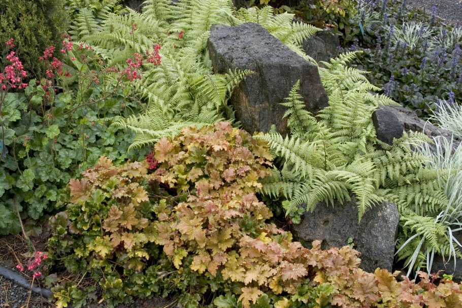 Папоротник Athyrium vidalii