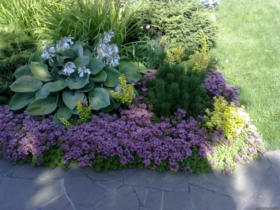 Алиссум в миксбордере