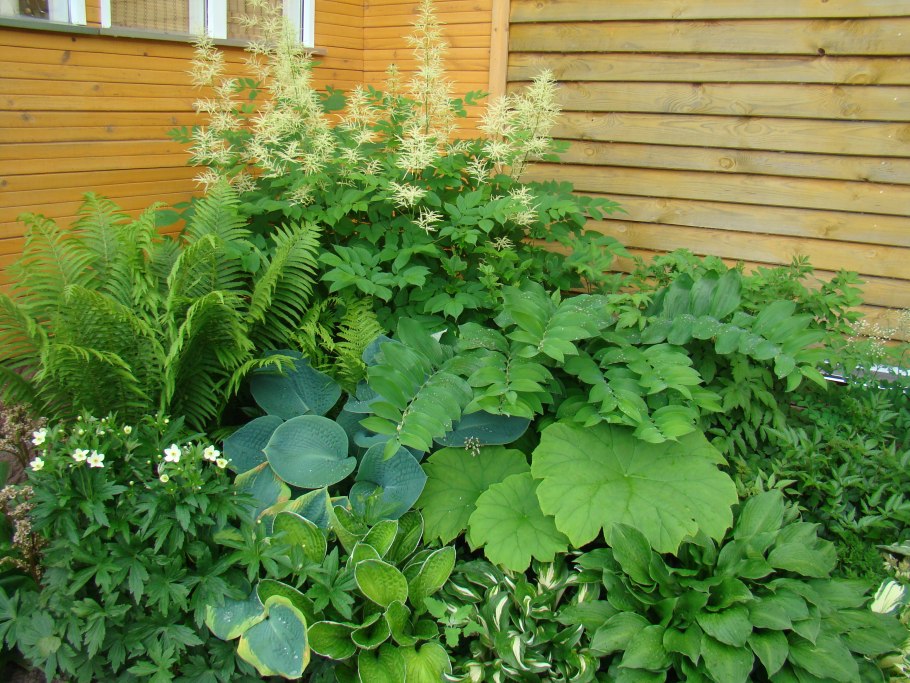 Хоста теневыносливая