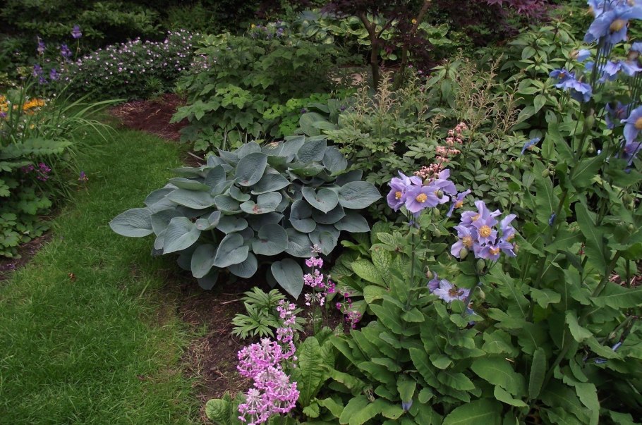 Миксбордер ежевика