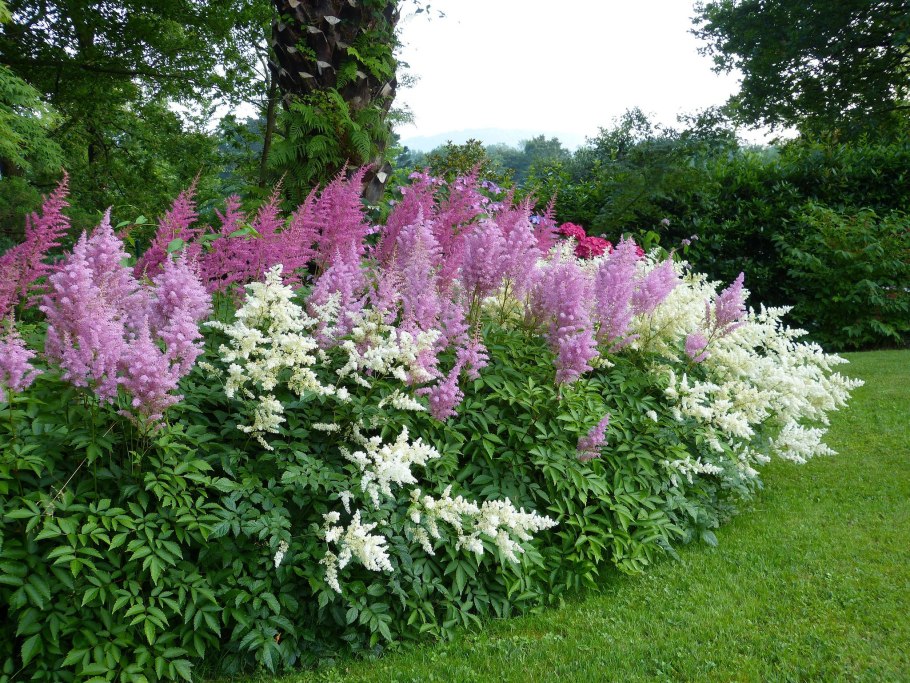 Астильба Арендса аметист