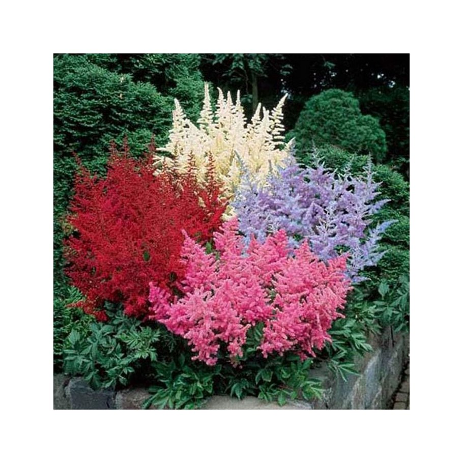 Тенистый садик непрерывного цветения