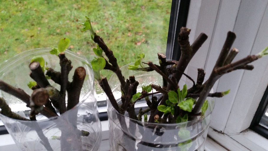 Окулировка черенка подвоя