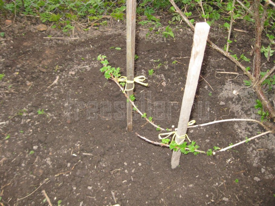 Черенкуем одревесневшие черенки гортензии