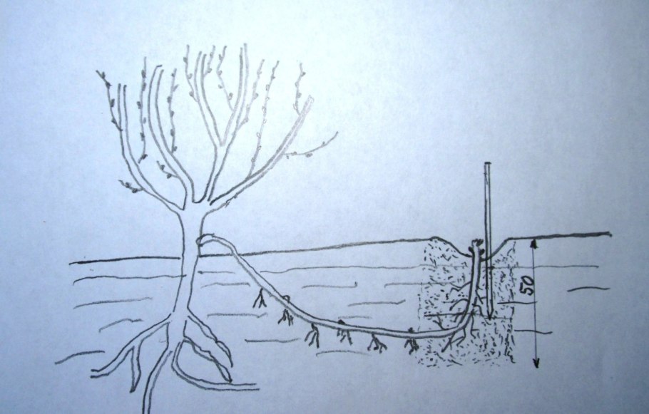 Ирга черенками