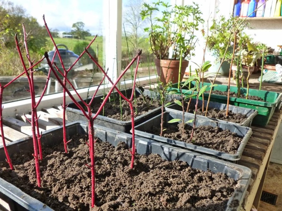 Жасмин размножение черенками