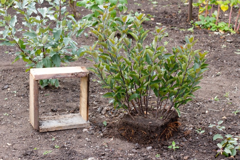 Формируем сирень на штамбе