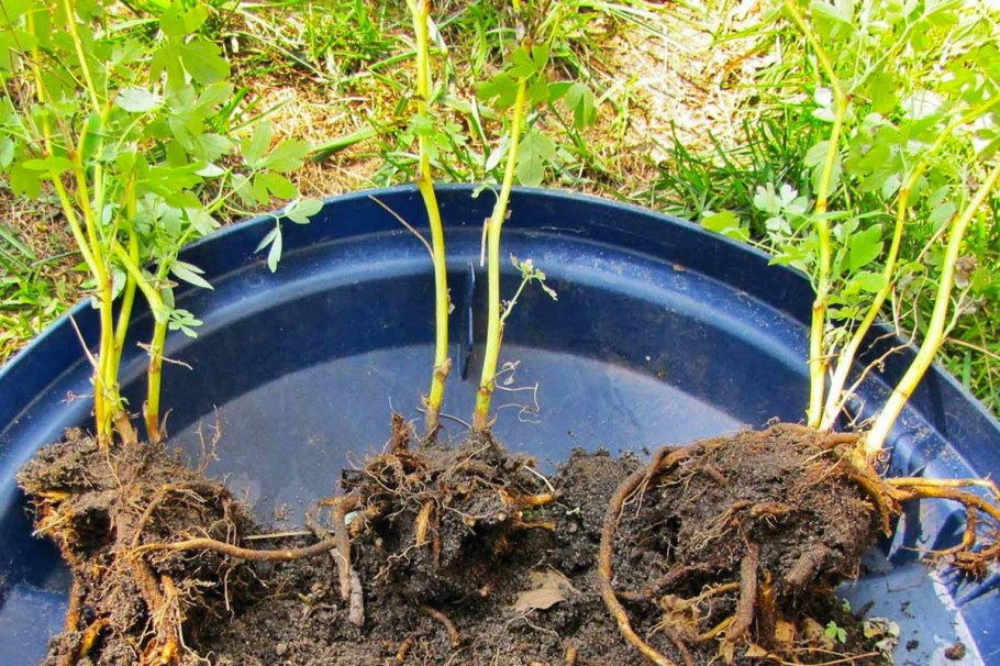 Размножение корневыми отпрысками