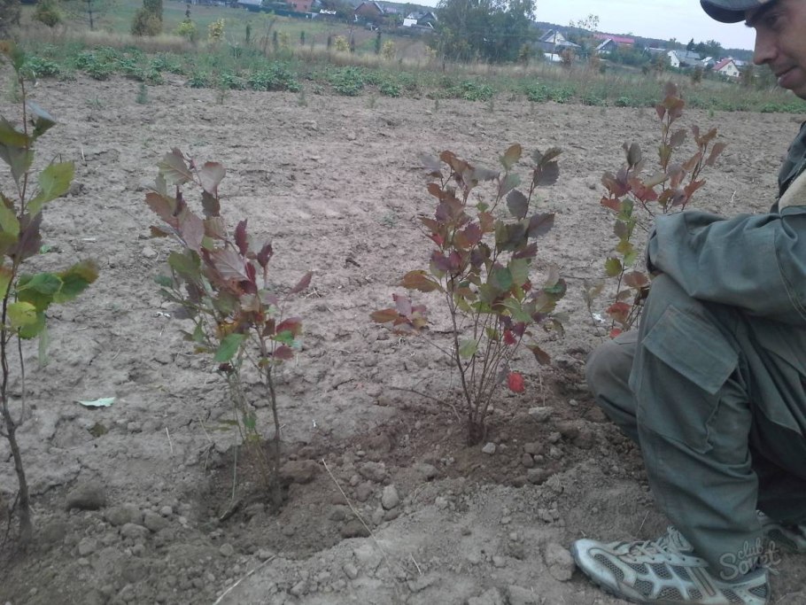 Астильба корень