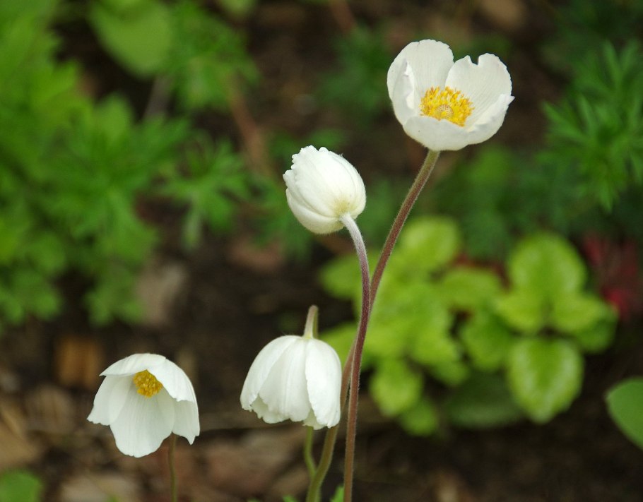 Ветреница Луговая