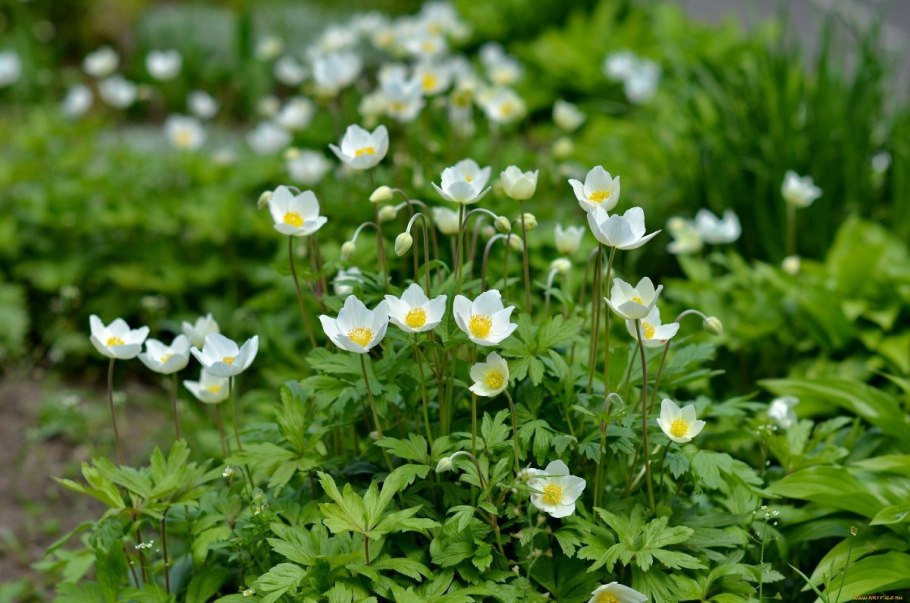 Ветреница Лесная (Anemone Sylvestris)